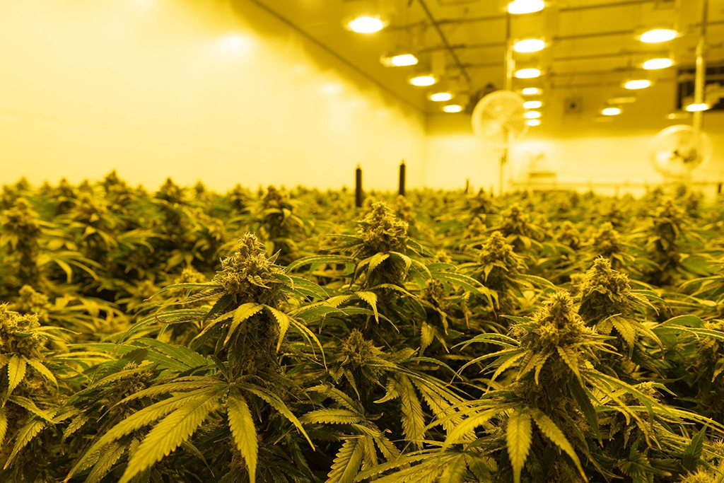 Behind the Scenes at a Cultivation Facility