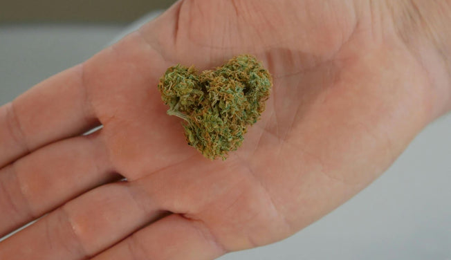 a man holds a bud of sativa cannabis in his palm – Dr. Dabber