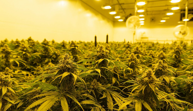 Behind the Scenes at a Cultivation Facility