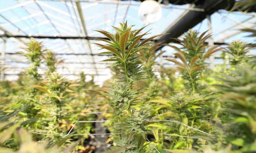 hemp plants inside of a greenhouse – Dr. Dabber