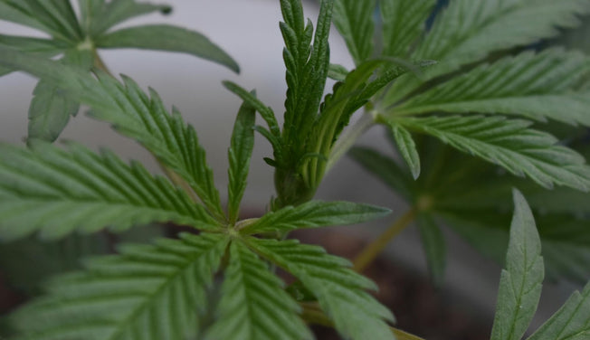 a close-up shot of a cannabis sativa plant – Dr. Dabber