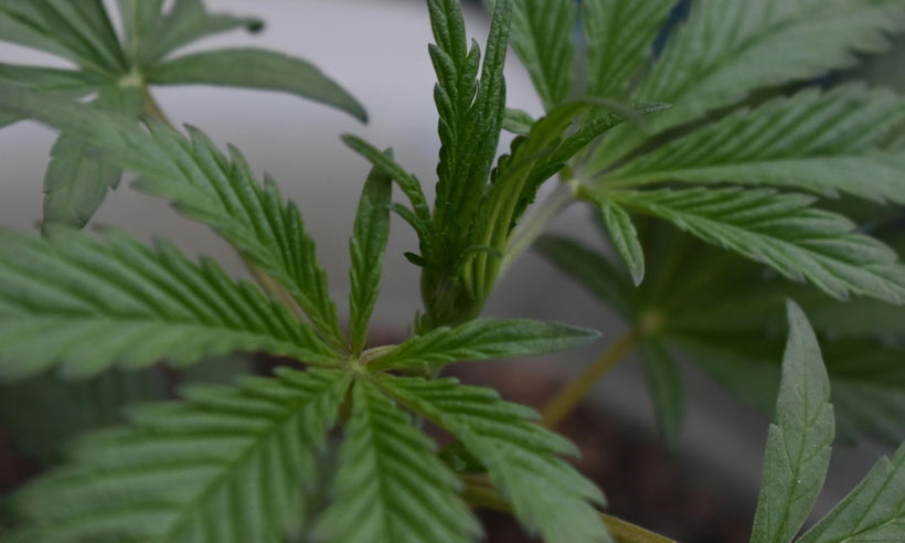 a close-up shot of a cannabis sativa plant – Dr. Dabber