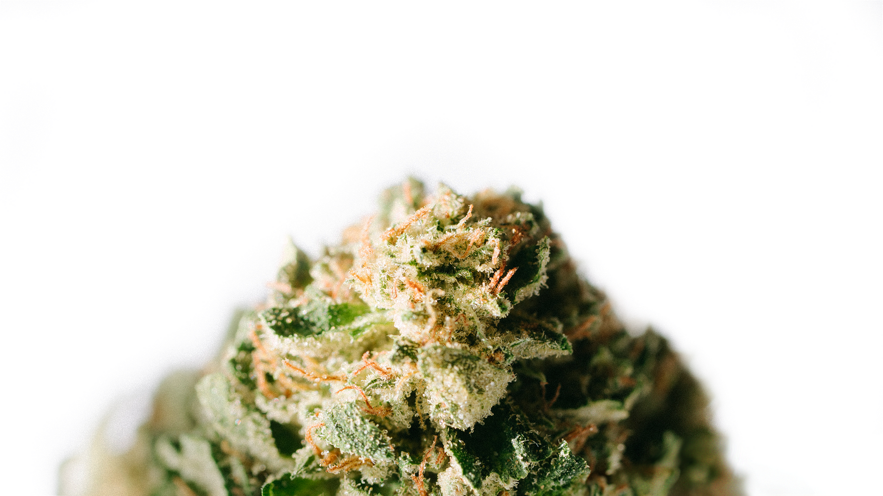 Benefits of Sativa-Dominant Hybrid Strains